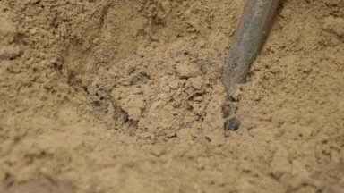 A white truffle is dug from the ground with the assistance of a truffle hunting poodle.  Close up shots of white and black truffles show the knobby texture of these underground fungi.