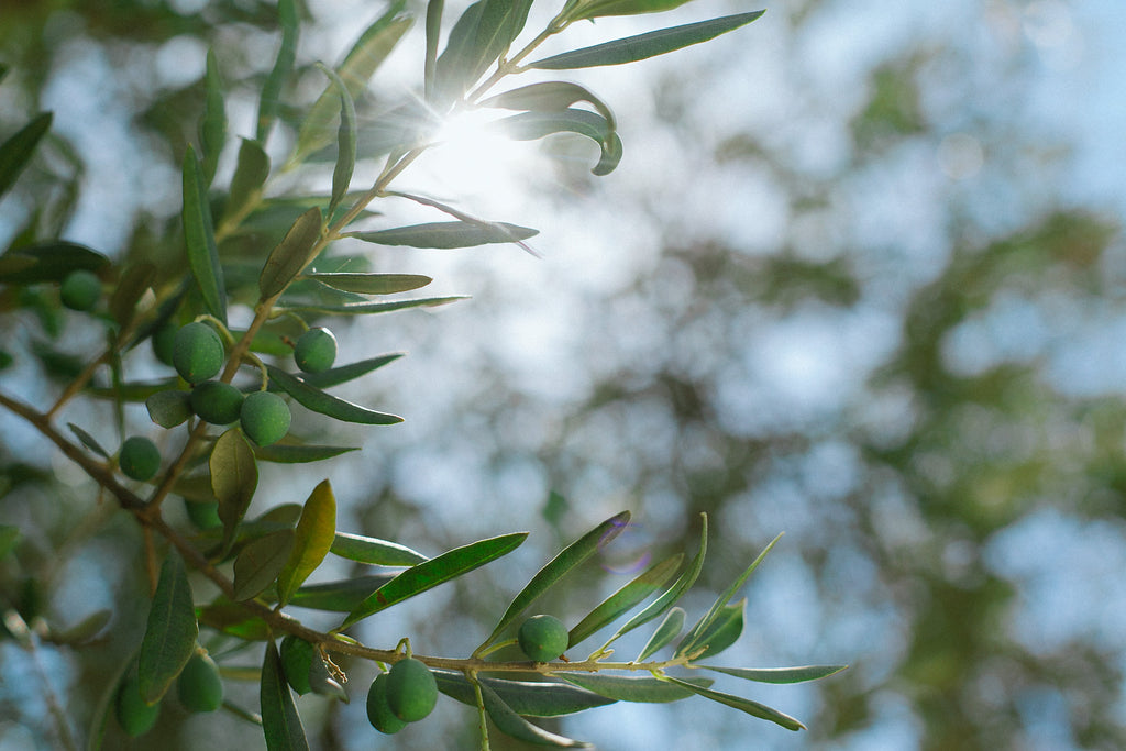 Sunlight shines through the green leaves of an olive tree.