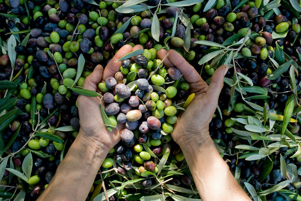 Two hands grab a handful of olives and leaves from a pile.