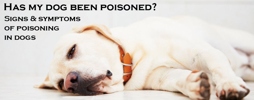 Has My Dog Been Poisoned Signs Symptoms Of Poisoning In Dogs