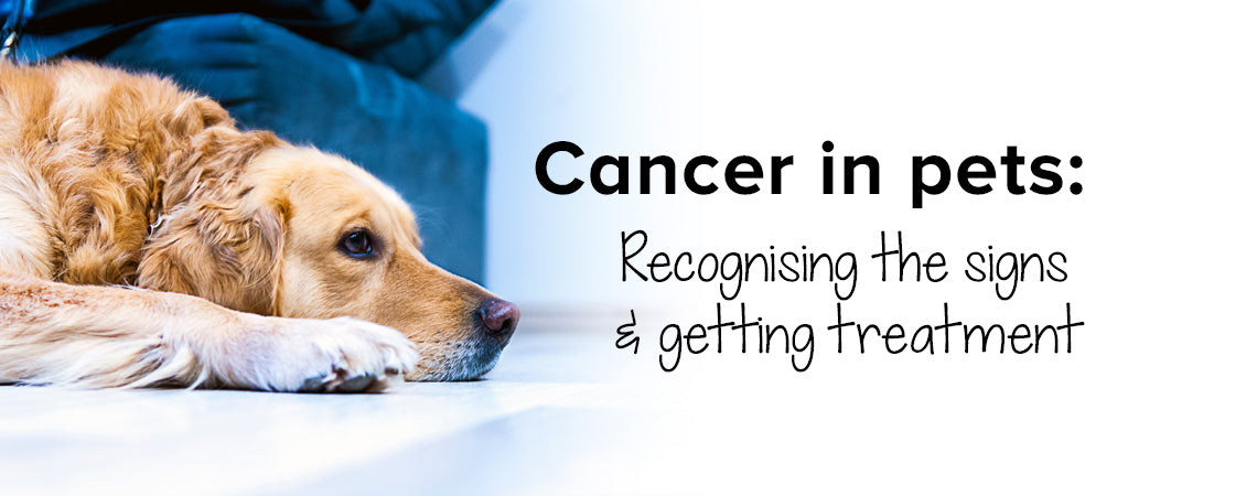 Cancer in pets: recognising the signs & getting treatment– ZUKI