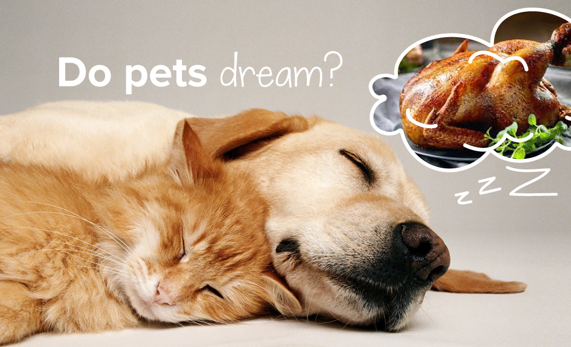 can cats and dogs dream