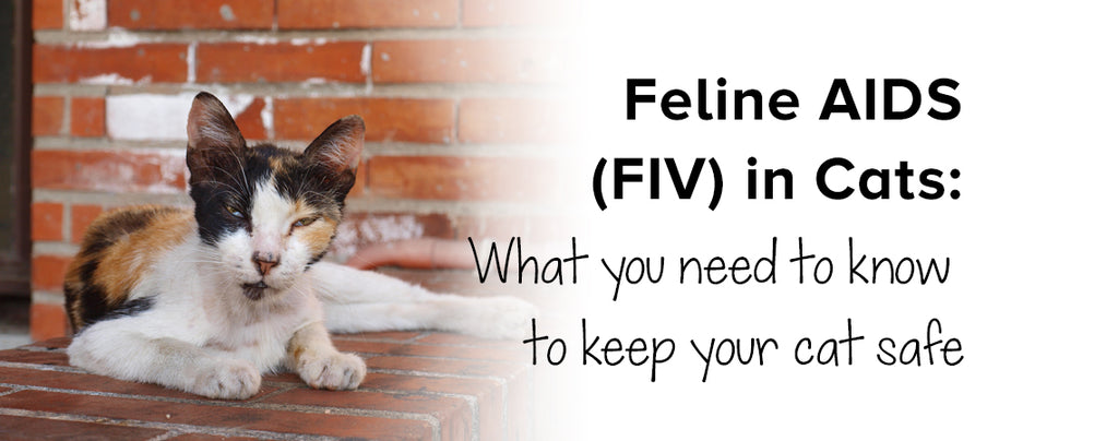 feline hiv transmission