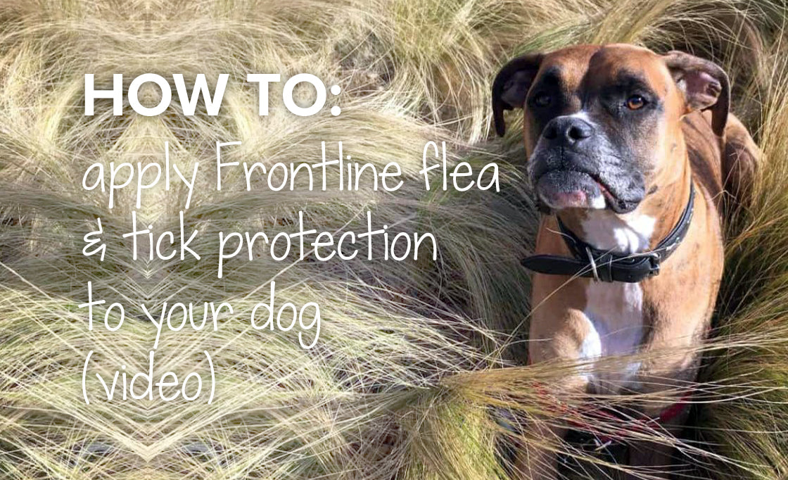 can your dog get fleas with frontline