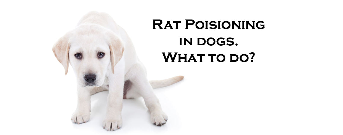 how long for rat poison to affect a dog