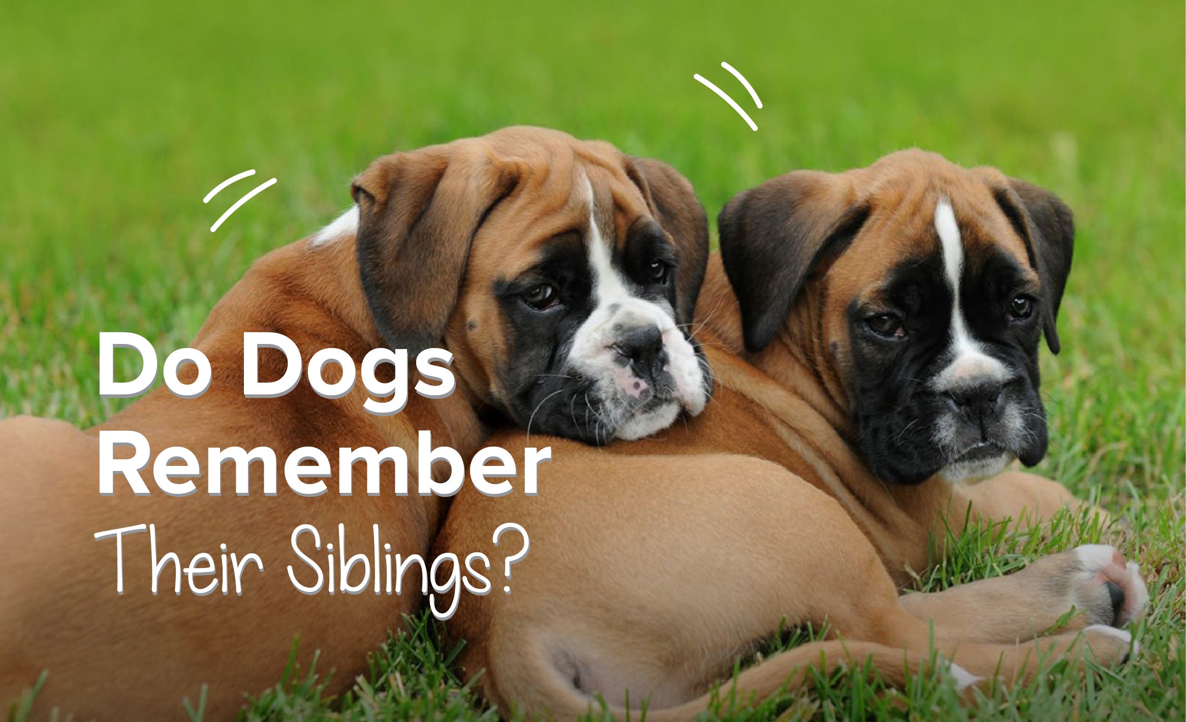 do puppies remember siblings