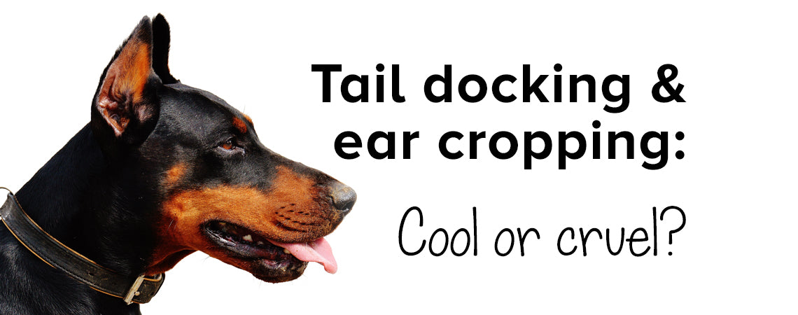 Tail docking & ear cropping: cool or cruel? Here's the ...