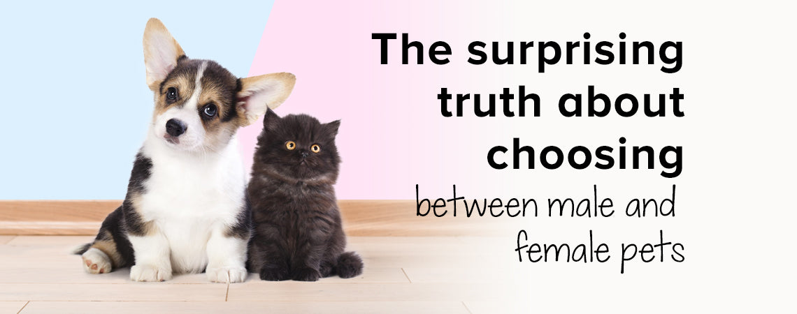 are female or male dogs better with cats