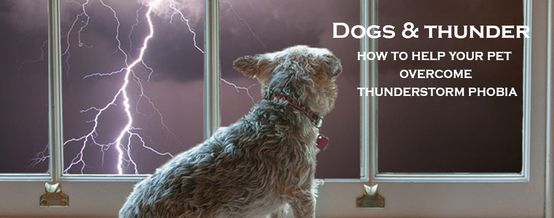 do dogs attract lightning