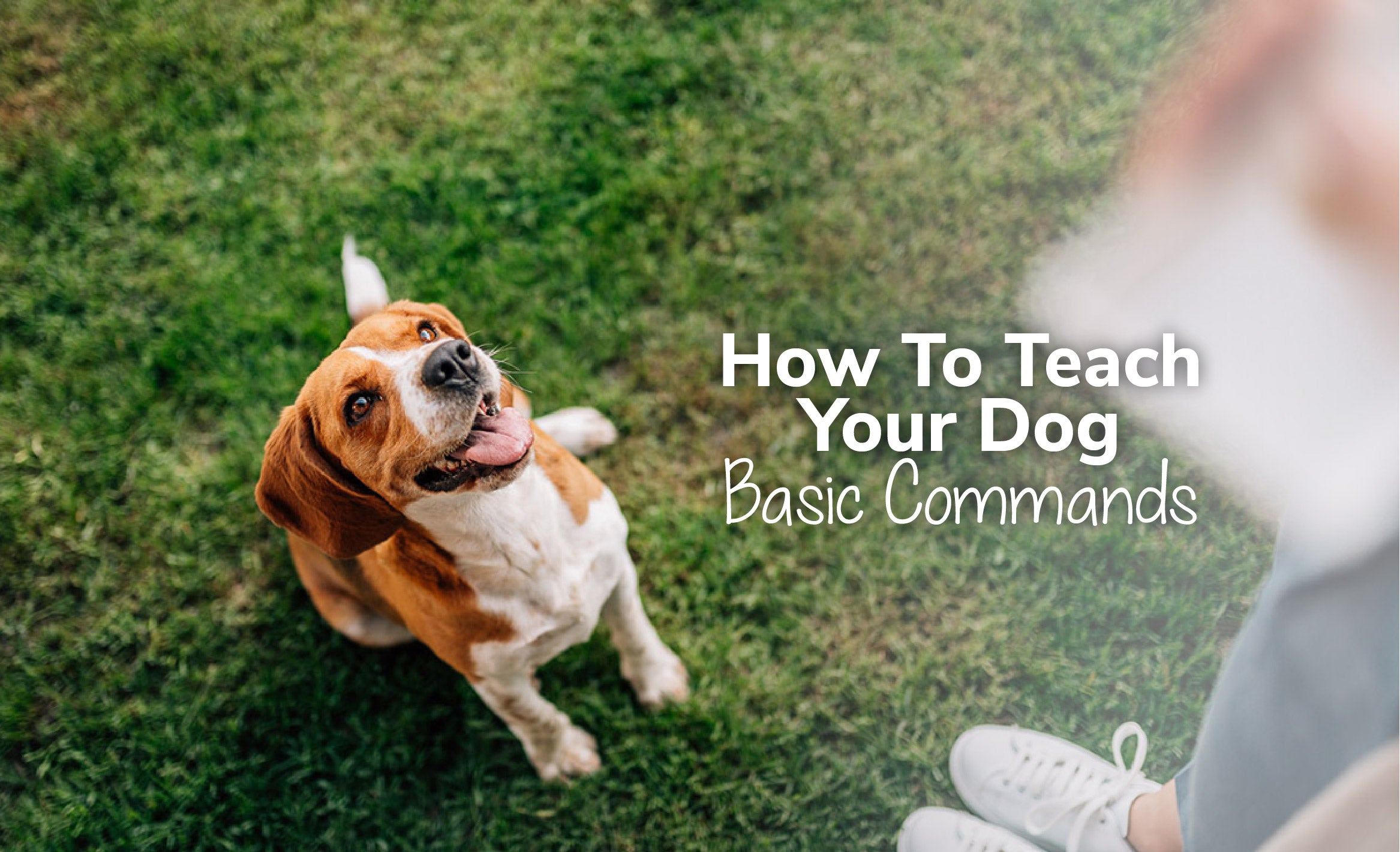 how do i teach my dog basic commands