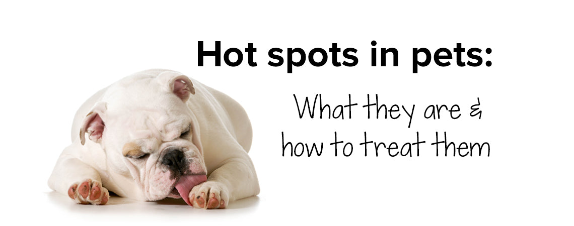 are hot spots dangerous for dogs