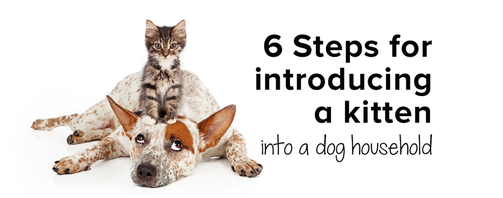 how to introduce a kitten and dog