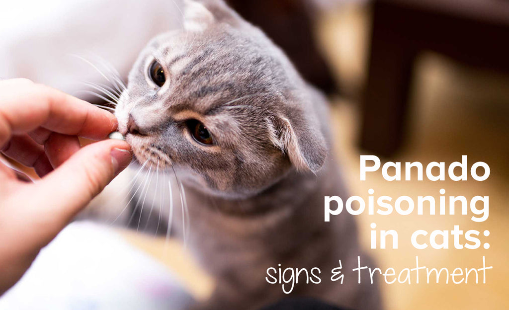 antidote for paracetamol poisoning in cats