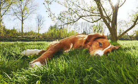 dog_laying_on_grass