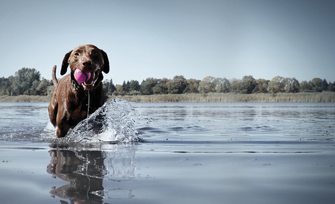 dog_playing_in_the_water