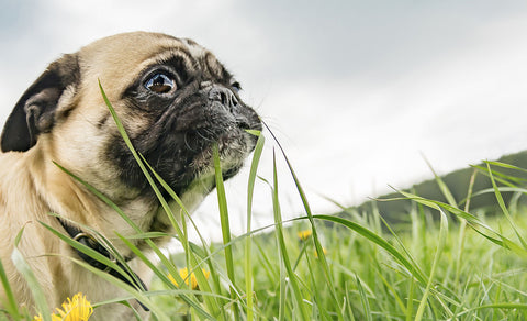 dog_laying_on_grass