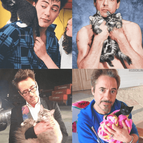 Robert Downey Jr and cats