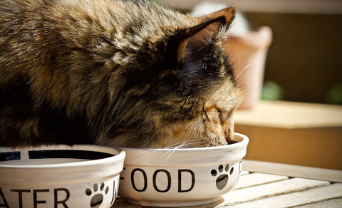 cat_eating