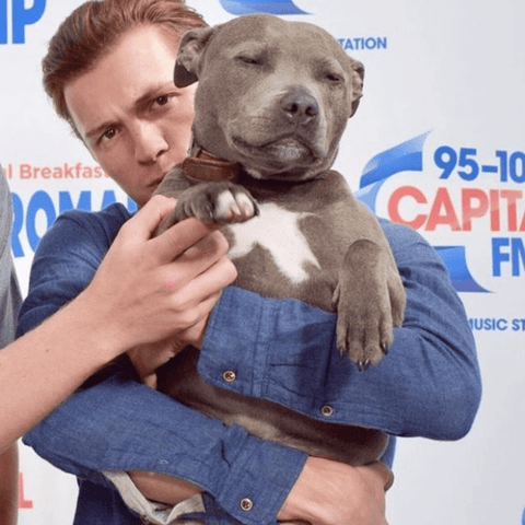  Tom Holland with his Staffordshire Bull Terrier, Tessa