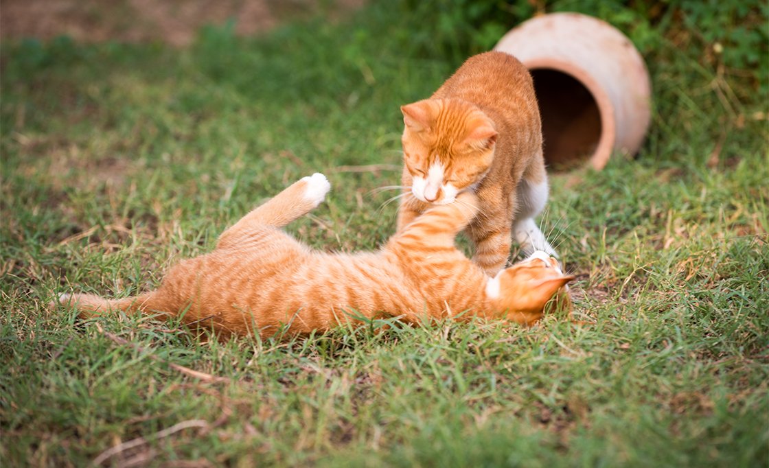 Feline AIDS (FIV) in Cats: What you need to know to keep your cat safe ...