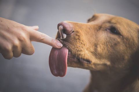 dog_licking_hand