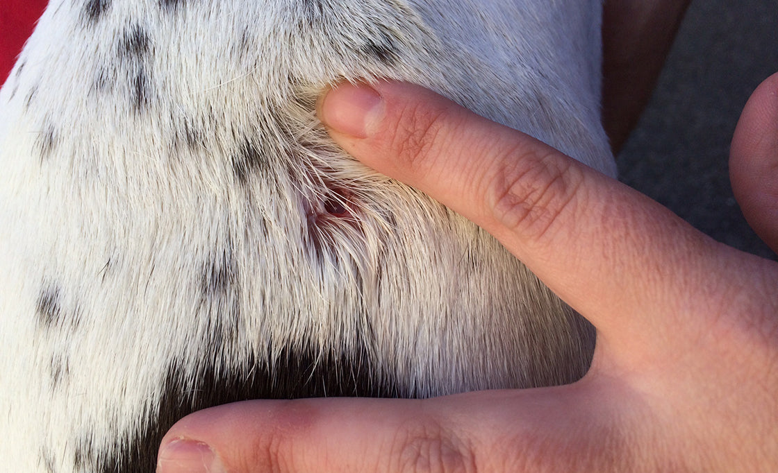 dog bite puncture wounds on dogs