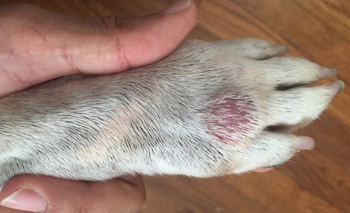 hot spot on dog paw home remedy