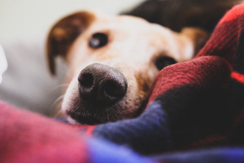 dog_laying_on_blanket