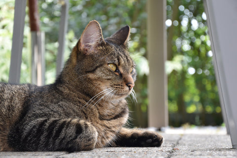 cat_staring_infront_of_him_on_wooden_patio