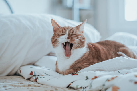 cat_yawning_while_laying_on_the_bed