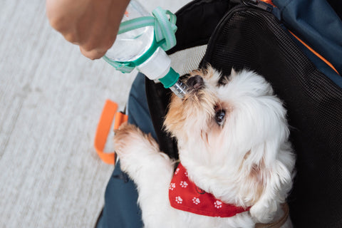 dog_drinking_water_from_a_green_bottle