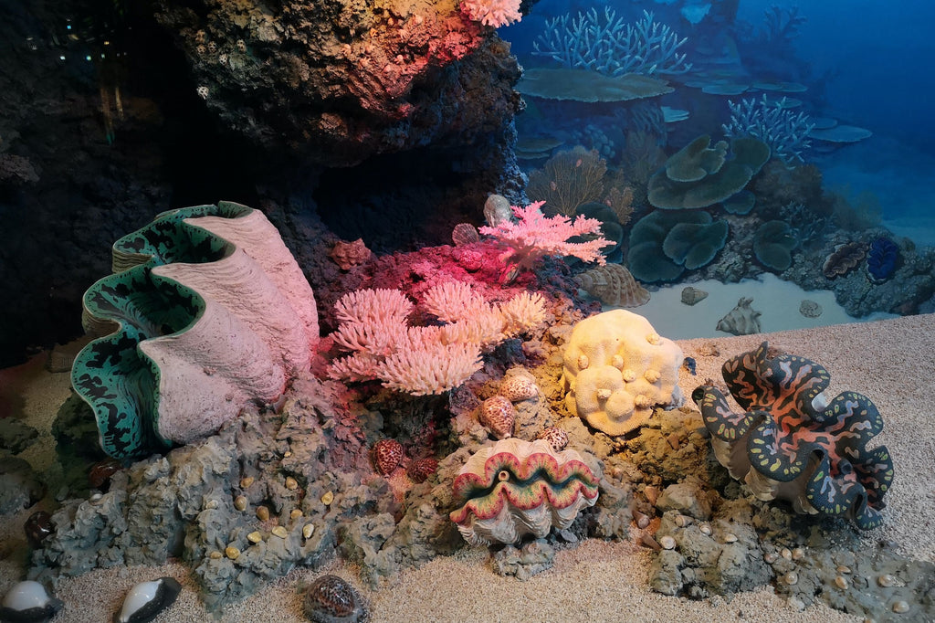 Coral reef