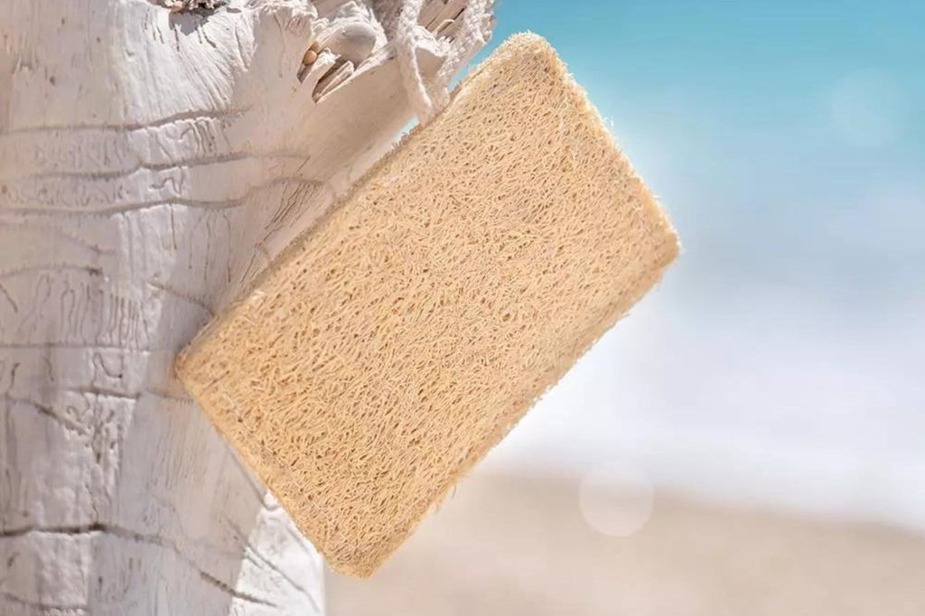 Éponge de cuisine naturelle et biodégradable en courge luffa - Oceansrespect