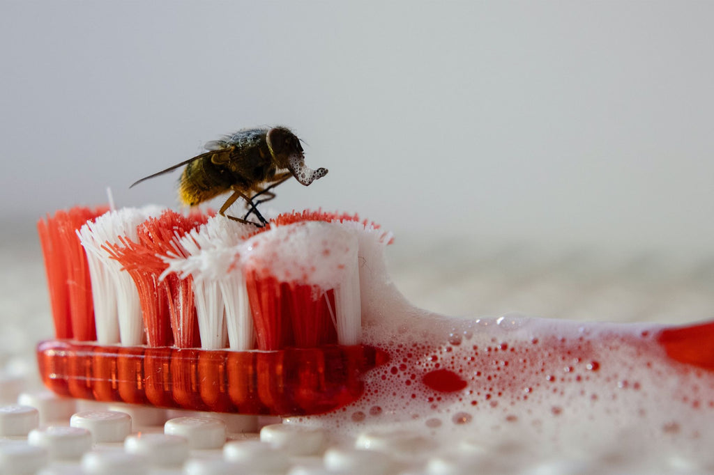 Quand changer sa brosse à dents