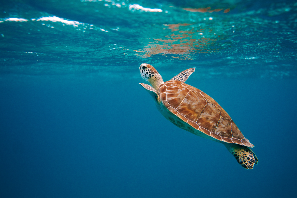 Ocean turtle protection