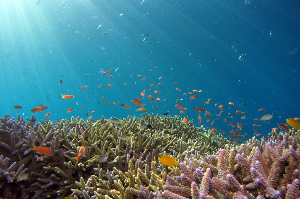 Récif de corail