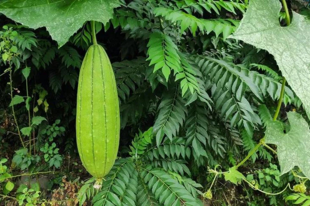 Éponge de cuisine naturelle et biodégradable en courge luffa - Oceansrespect