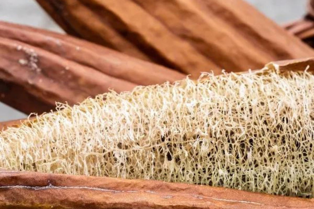 Éponge de cuisine naturelle et biodégradable en courge luffa - Oceansrespect