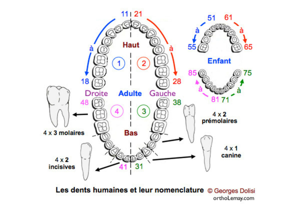 Tooth numbering