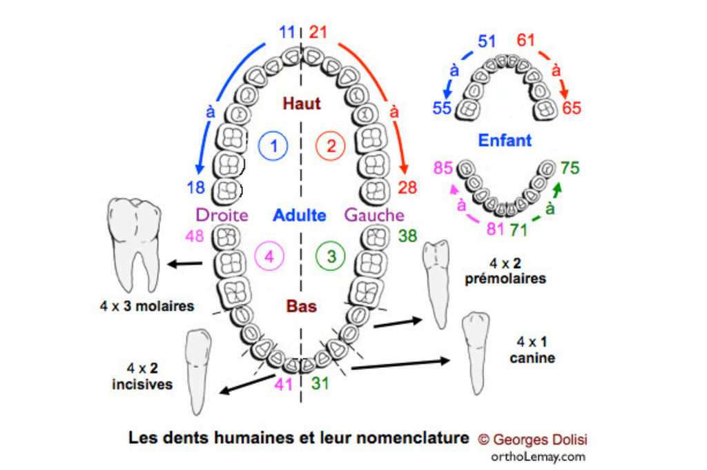 Numérotation des dents