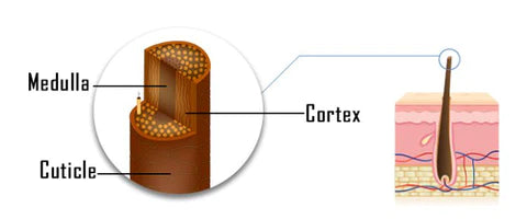 Hair Cuticle Structure