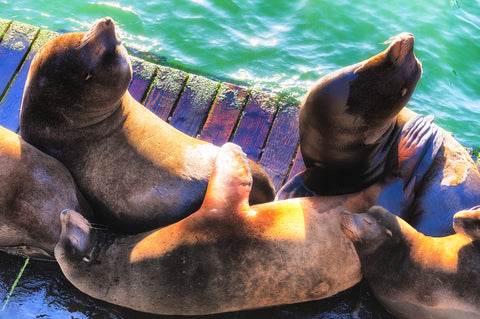 Sea lions hang out on a dock in Yaquina Bay near Newport, Oregon.