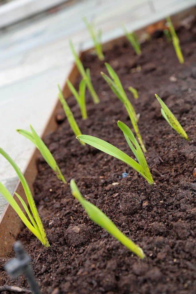 10 Tips For Greenhouse Gardening Success