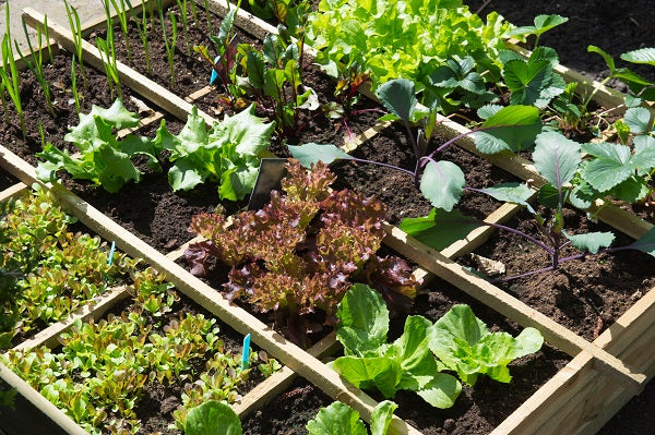 10 Vegetable Gardening Tips