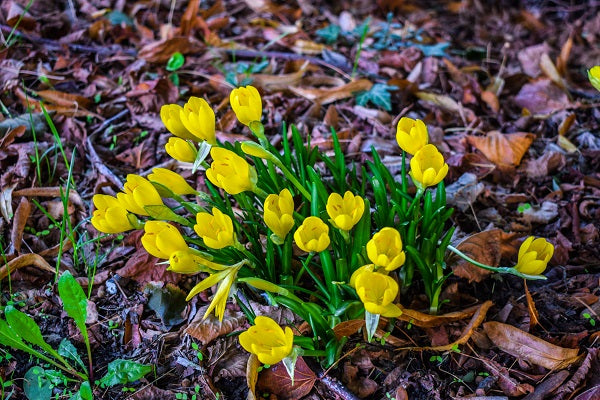 5 beautiful Autumn Flowers