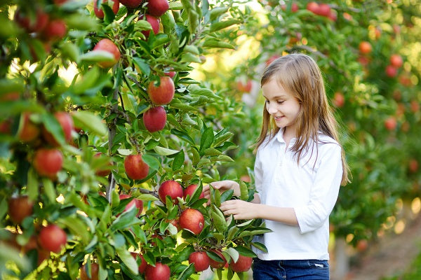 Does Your Garden Have Space For An Orchard