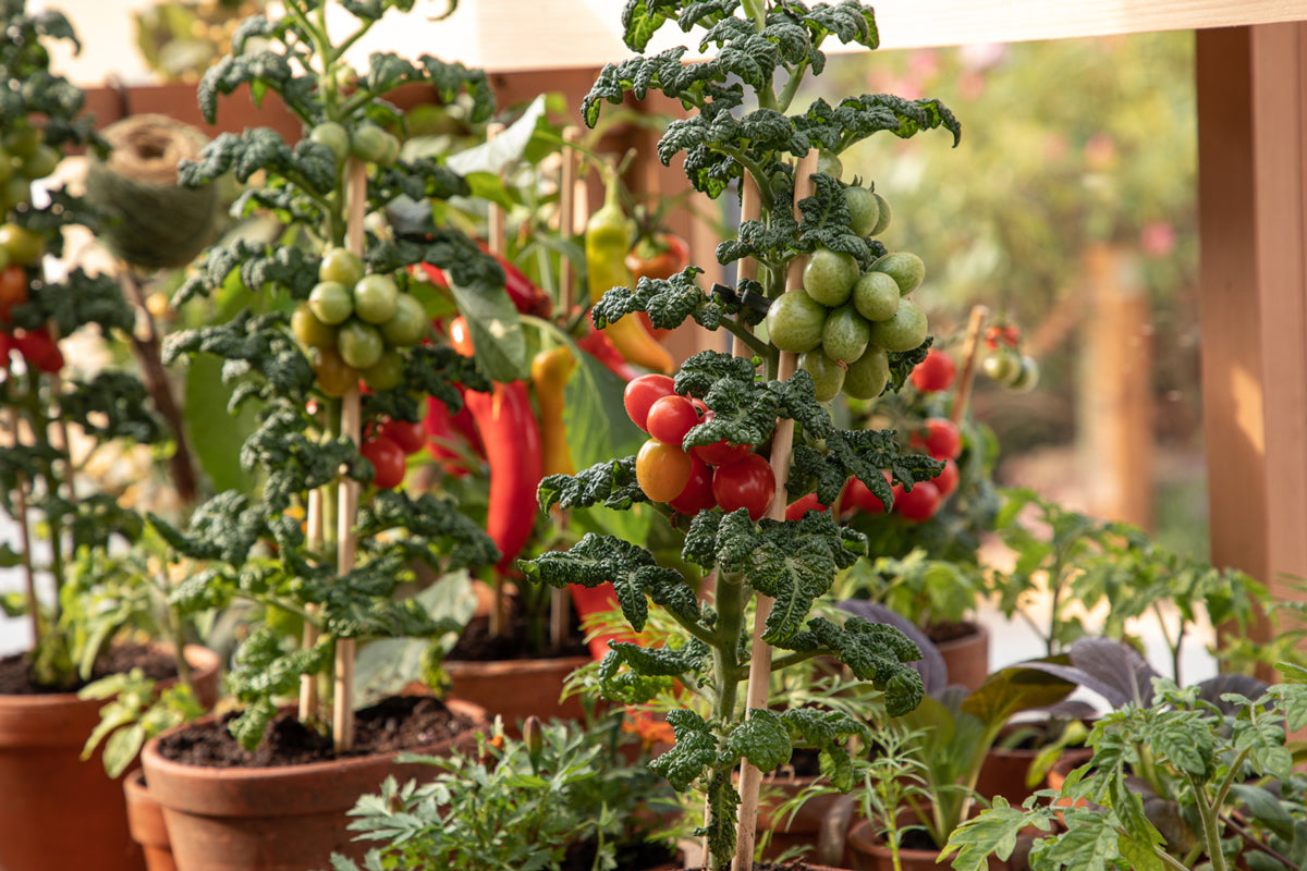 Gabriel-Ash-Greenhouses-August-in-the-Greenhouse-and-Garden