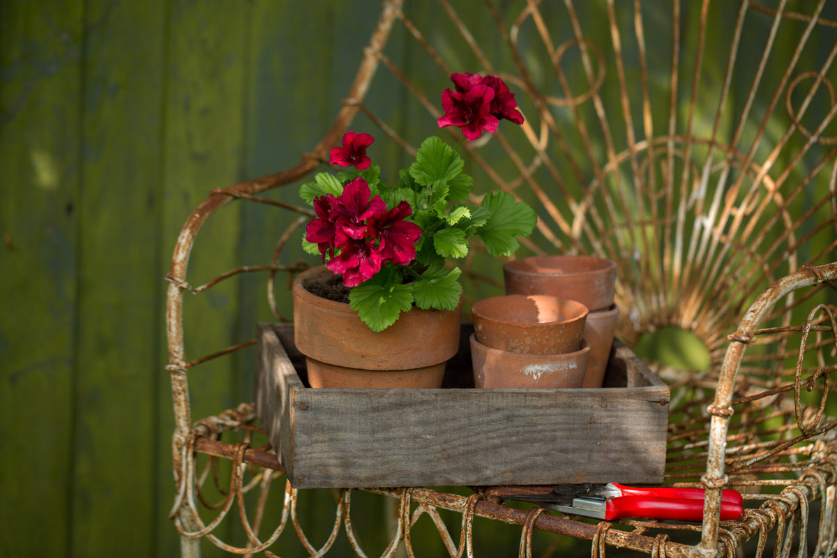 Gabriel-Ash-Greenhouses-Autumn-in-the-Greenhouse