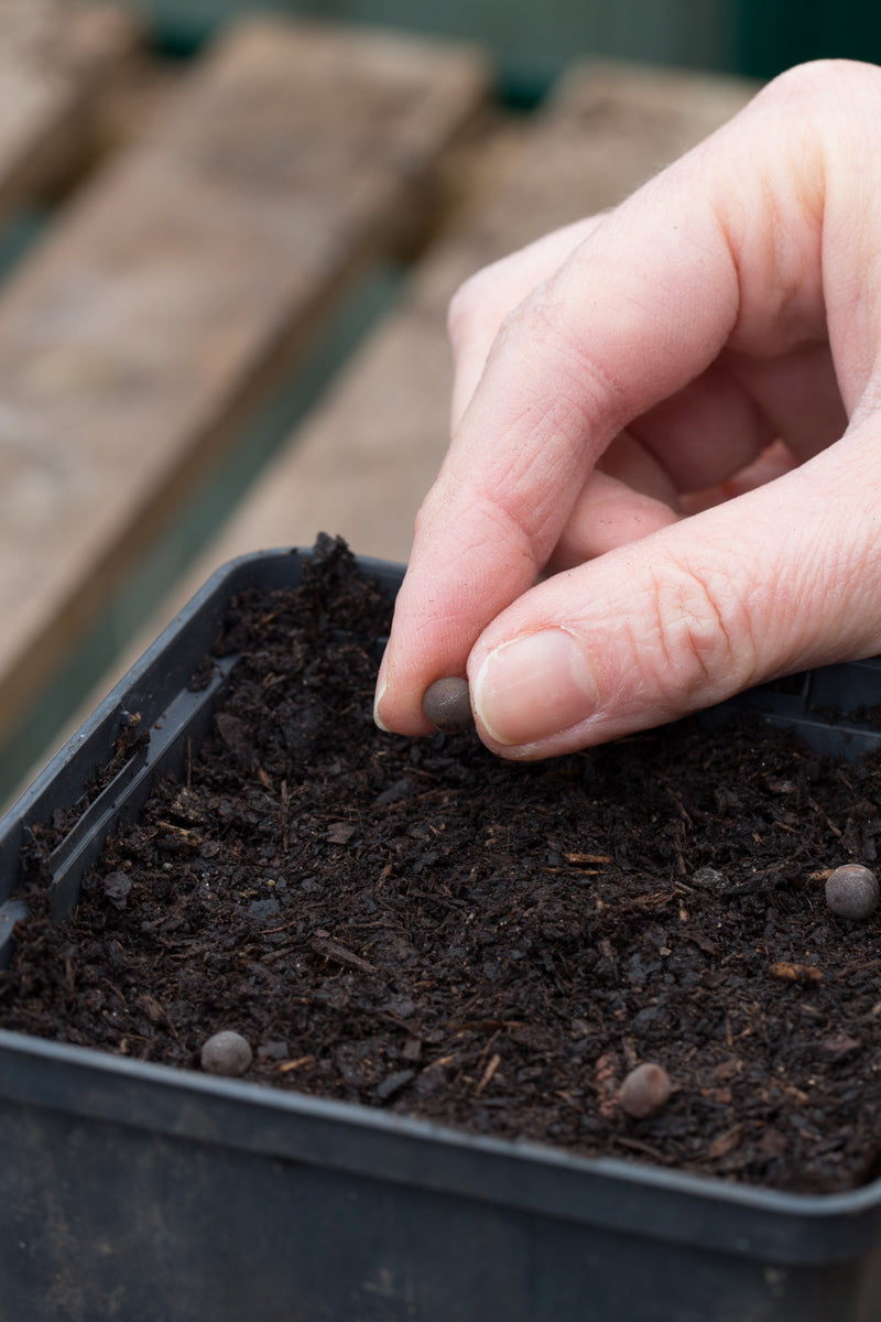 Gabriel-Ash-Greenhouses-Seed-Sowing-Masterclass