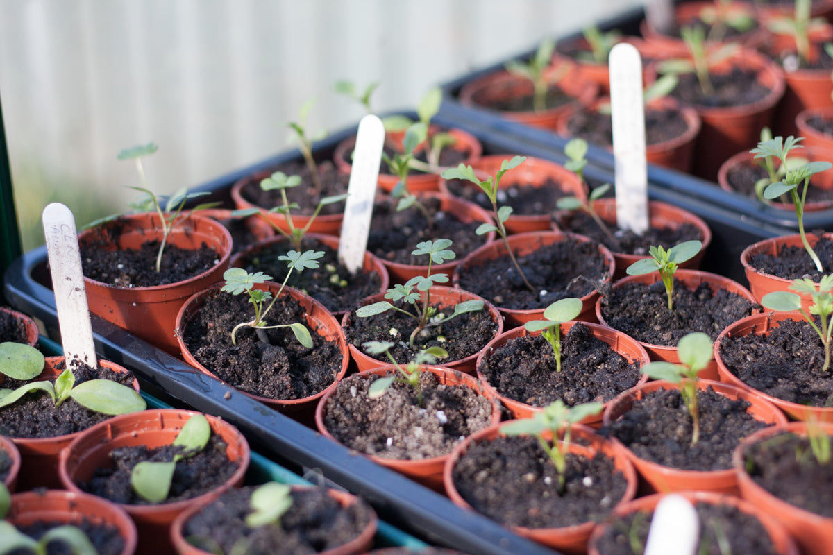 Gabriel-Ash-Greenhouses-Seed-Sowing-Masterclass